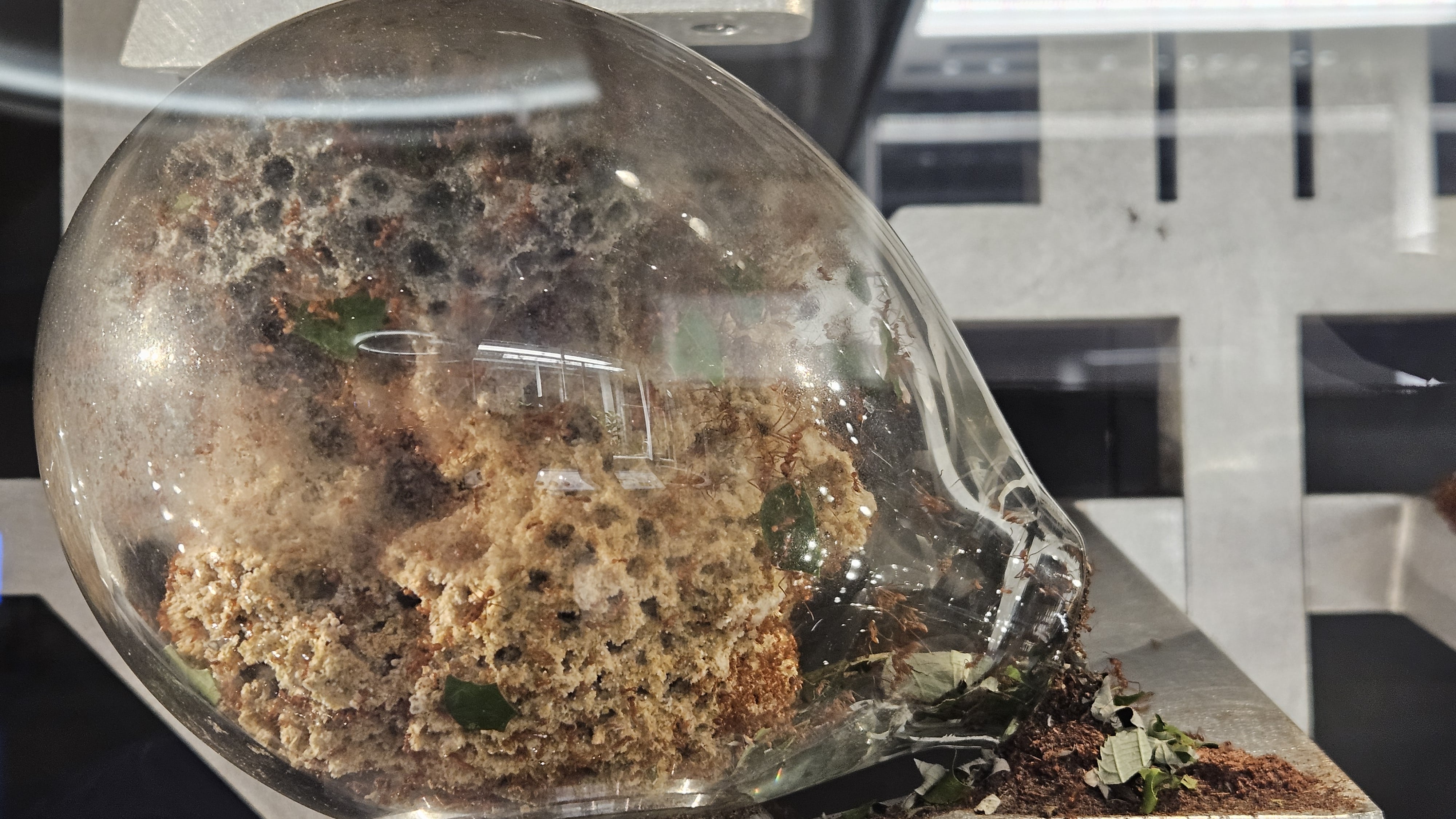 Leafcutter ant fungus garden in a glass chamber.